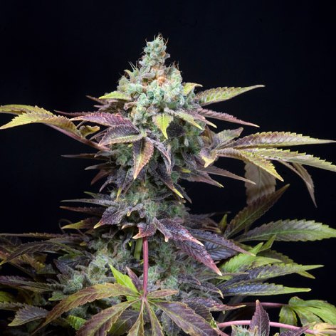 Cola de Txomango con hojas moradas sobre fondo negro